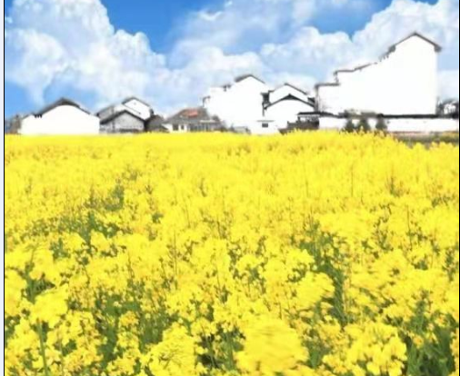 行走在油菜花海的田間