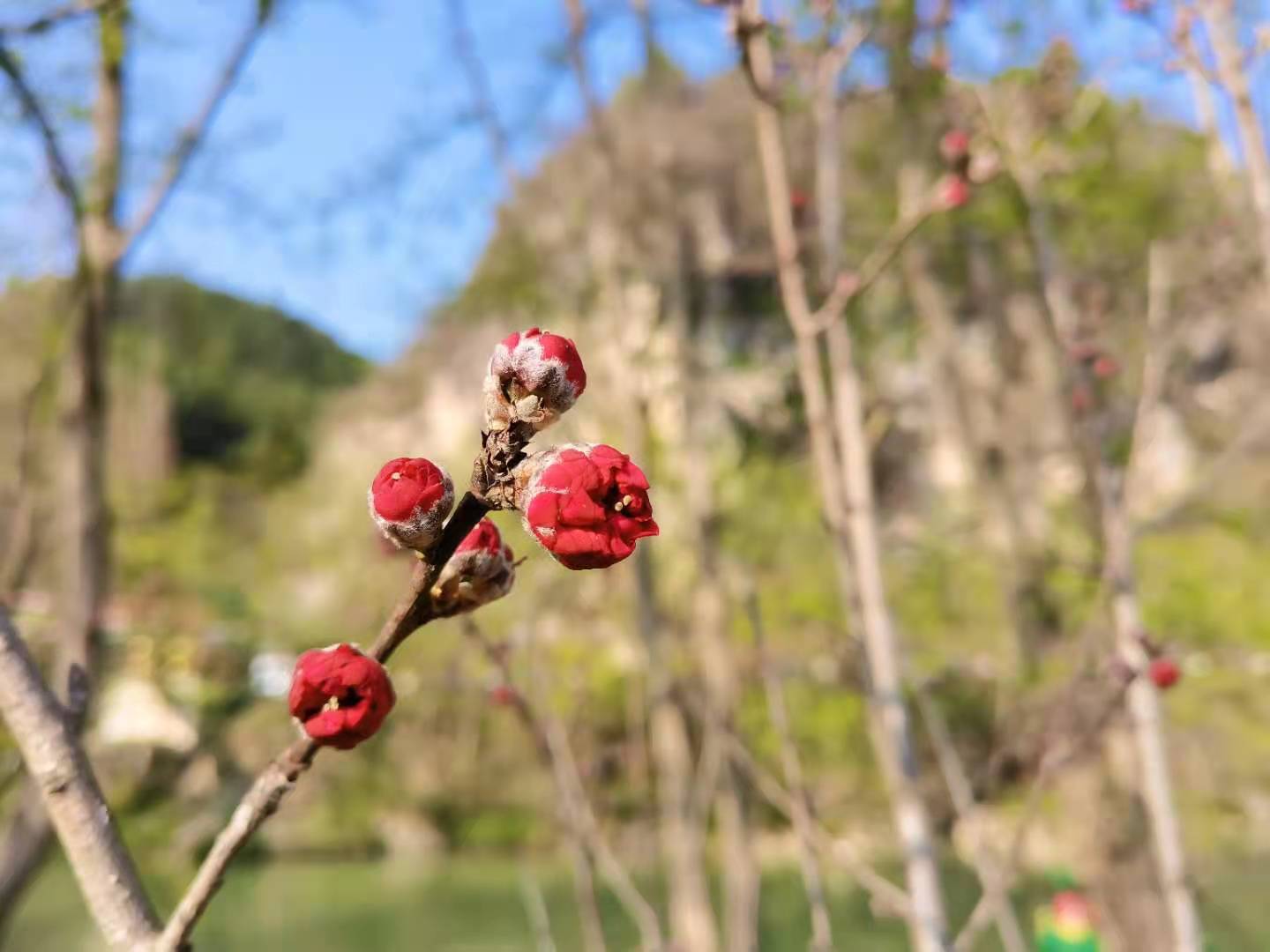 春的故事
