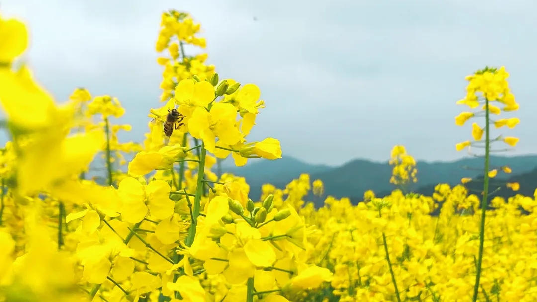 和春天一起，共赴油菜花海