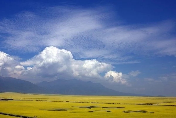 和春天一起，共赴油菜花海