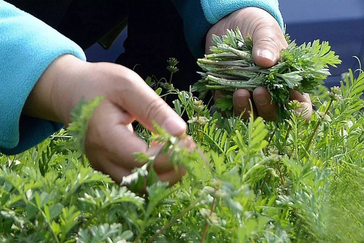 難忘挖野薺菜的時(shí)光