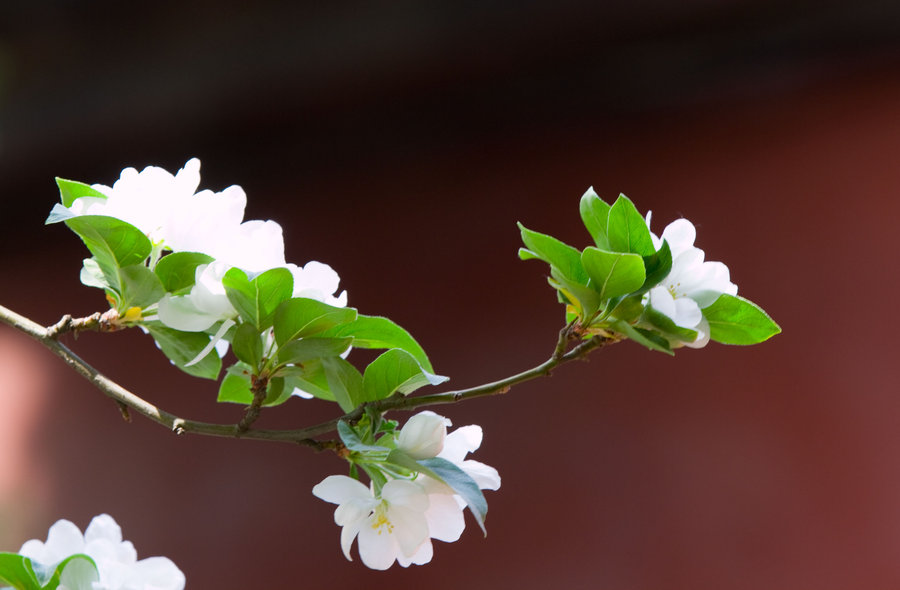 四月花開(kāi)