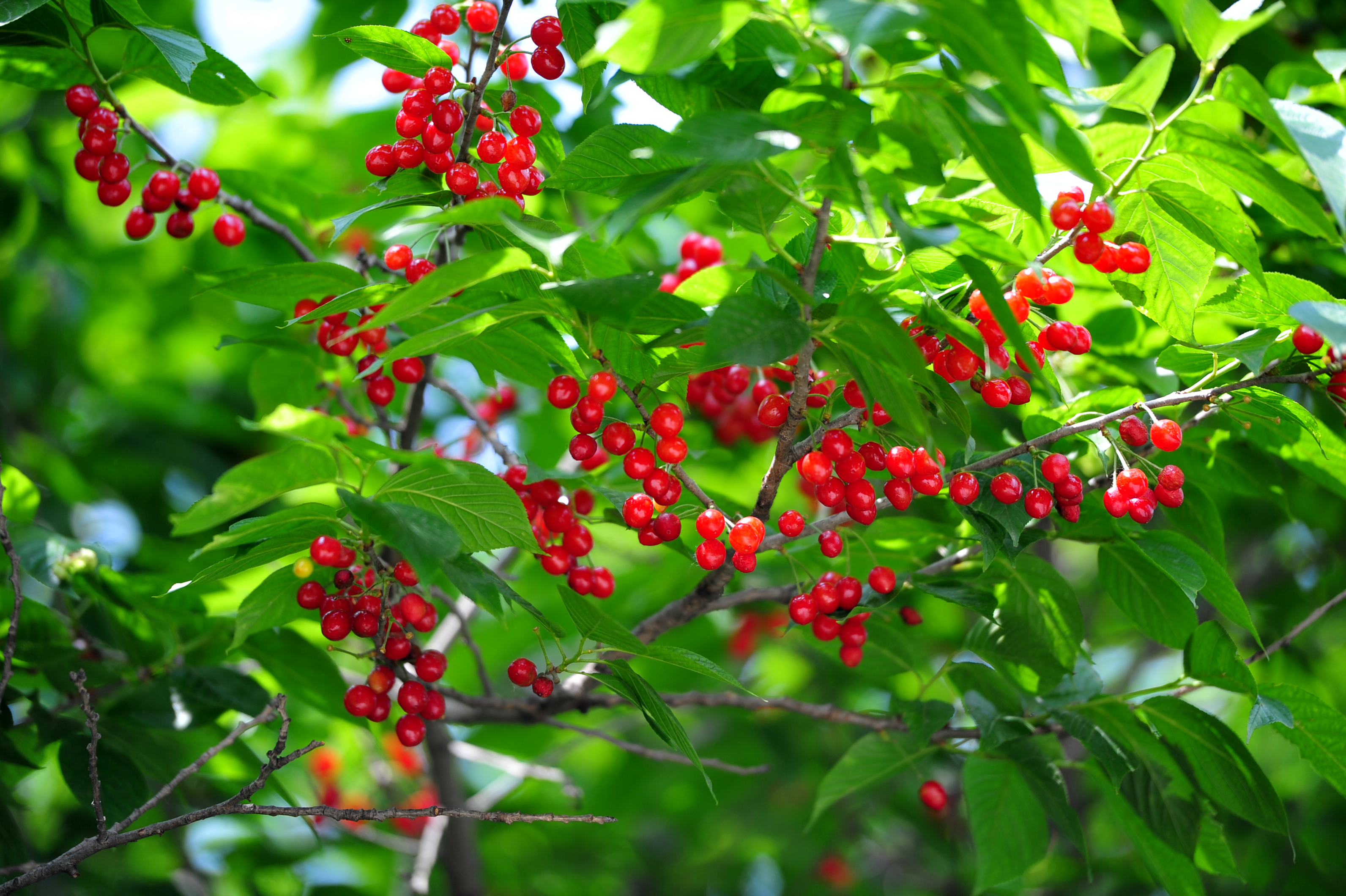 櫻桃紅了