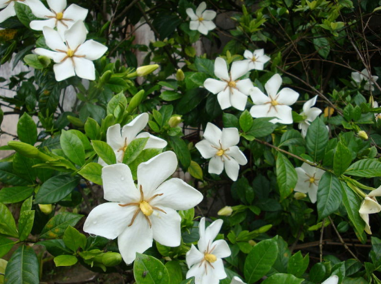 六月來時(shí) 梔子花開