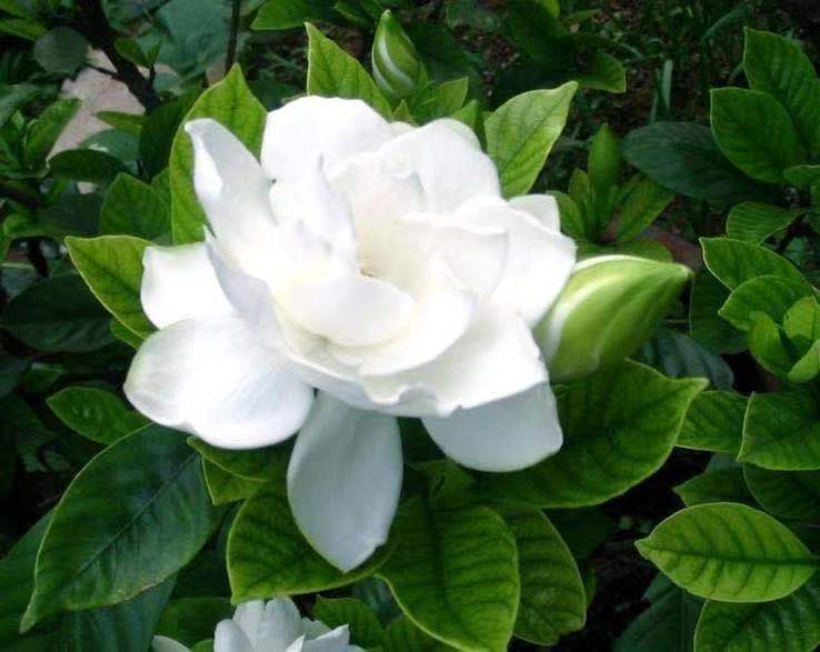 又見(jiàn)梔子花開(kāi)