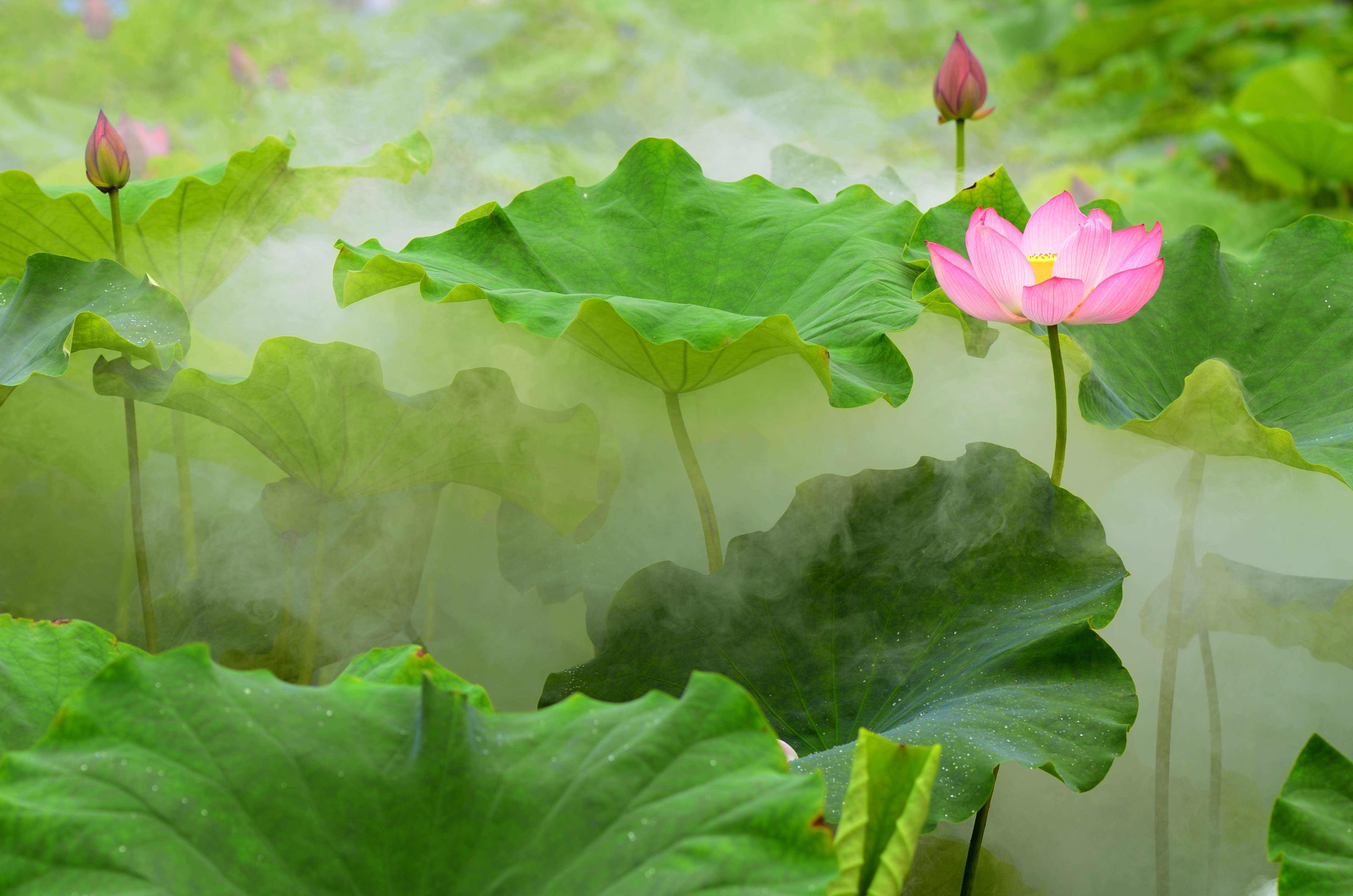 夏至隨筆