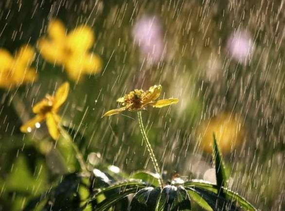 最美不過下雨天