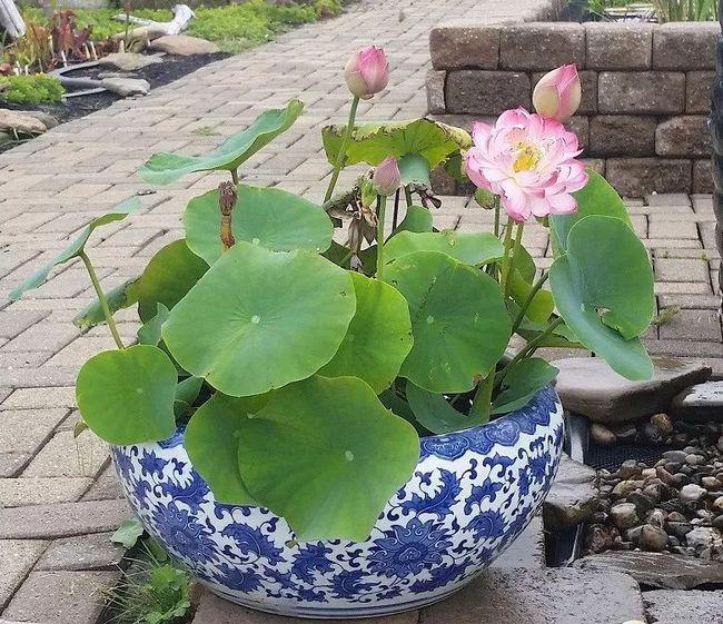今播一顆種，明朝萬(wàn)山花