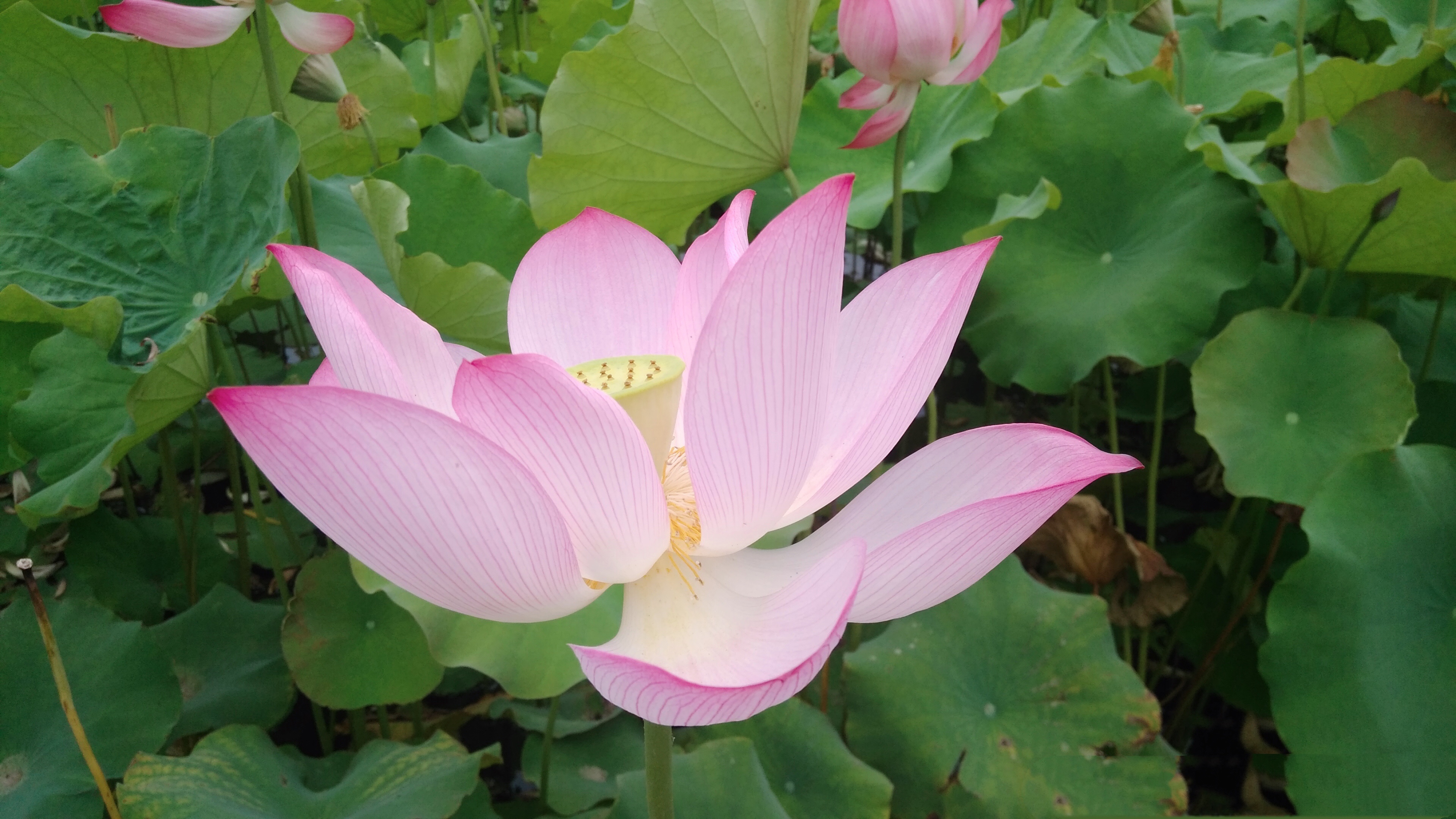 清風(fēng)心中來，又見荷花開