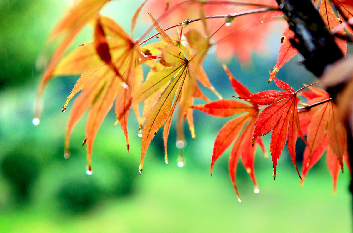 暮來秋雨