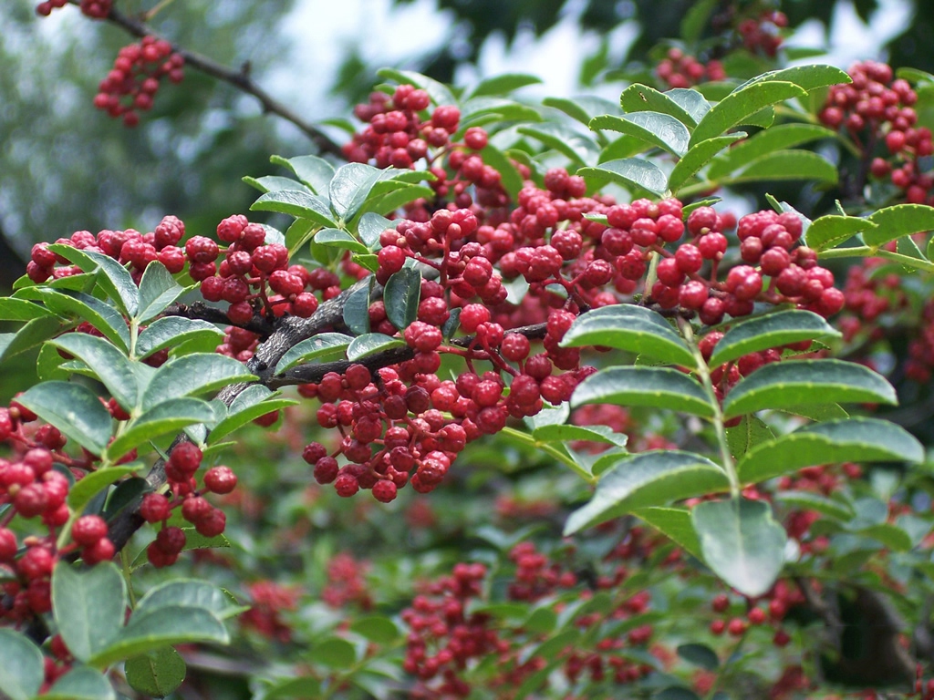 花椒紅了