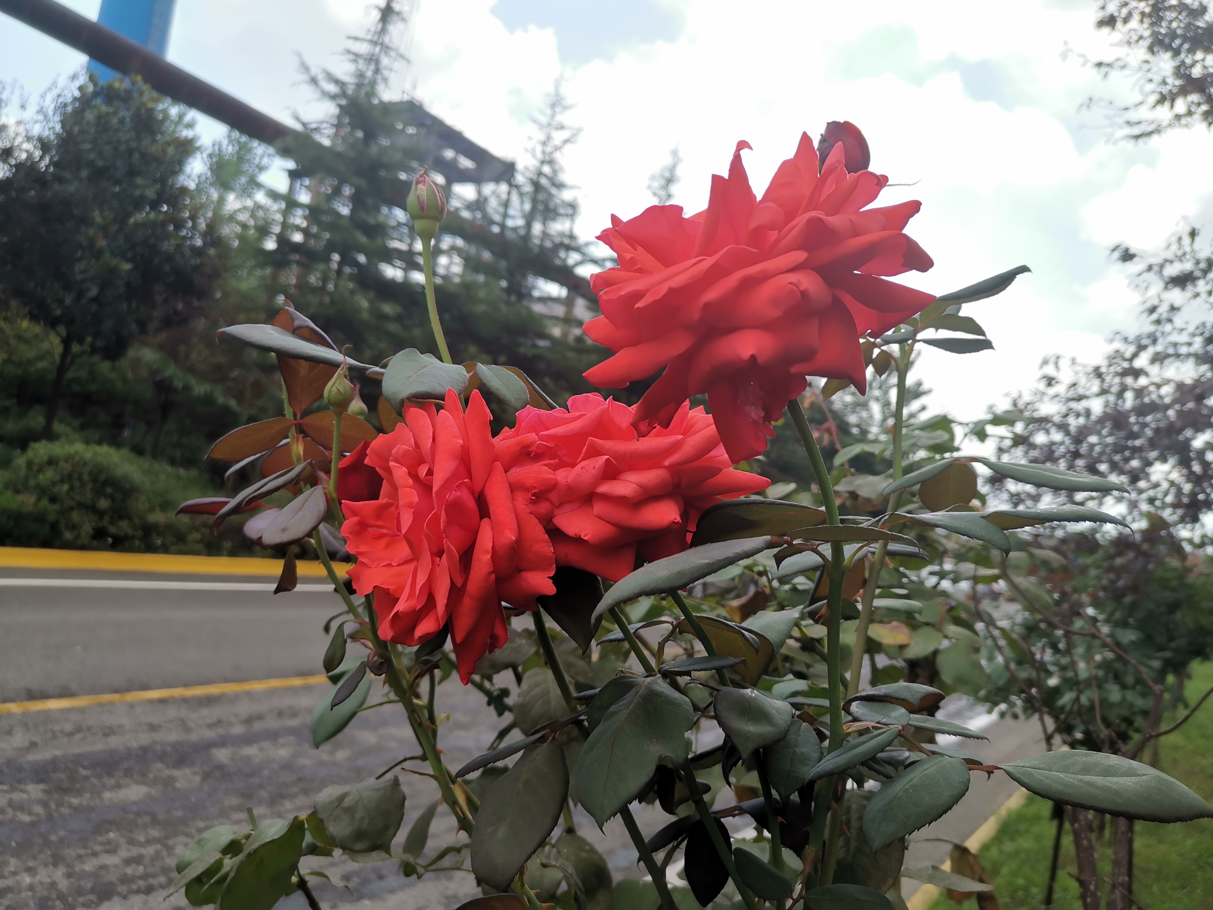 鋼城的月季花