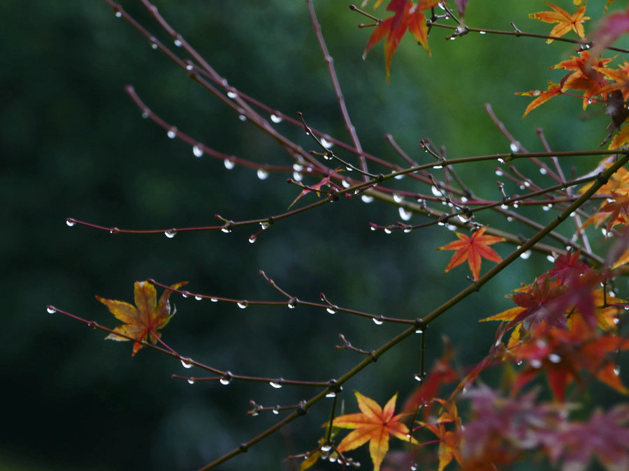 秋雨過，心未寒