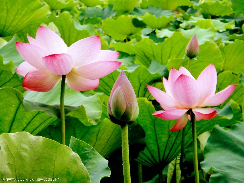 花開的季節(jié)