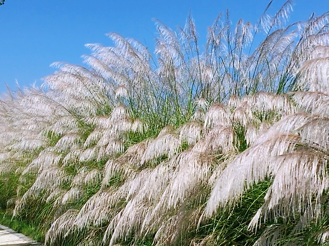 蘆葦花開(kāi)