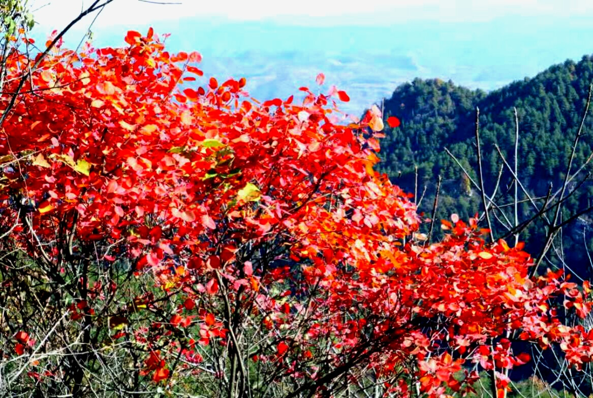 又見(jiàn)楓葉紅似火
