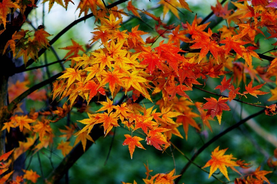 又見(jiàn)楓葉紅似火