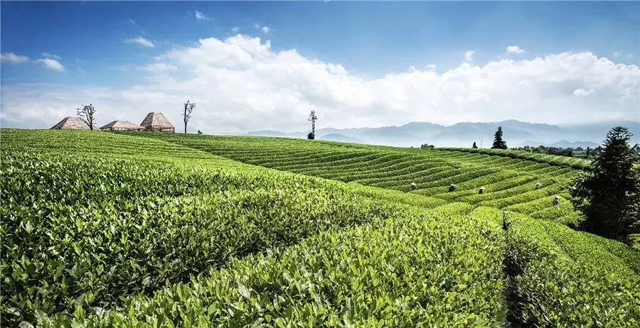 秋天的茶園