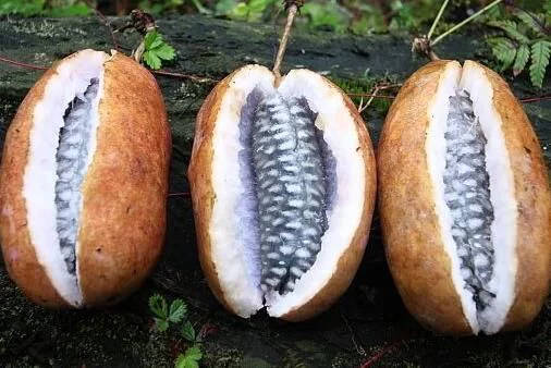 野果里的獨家記憶