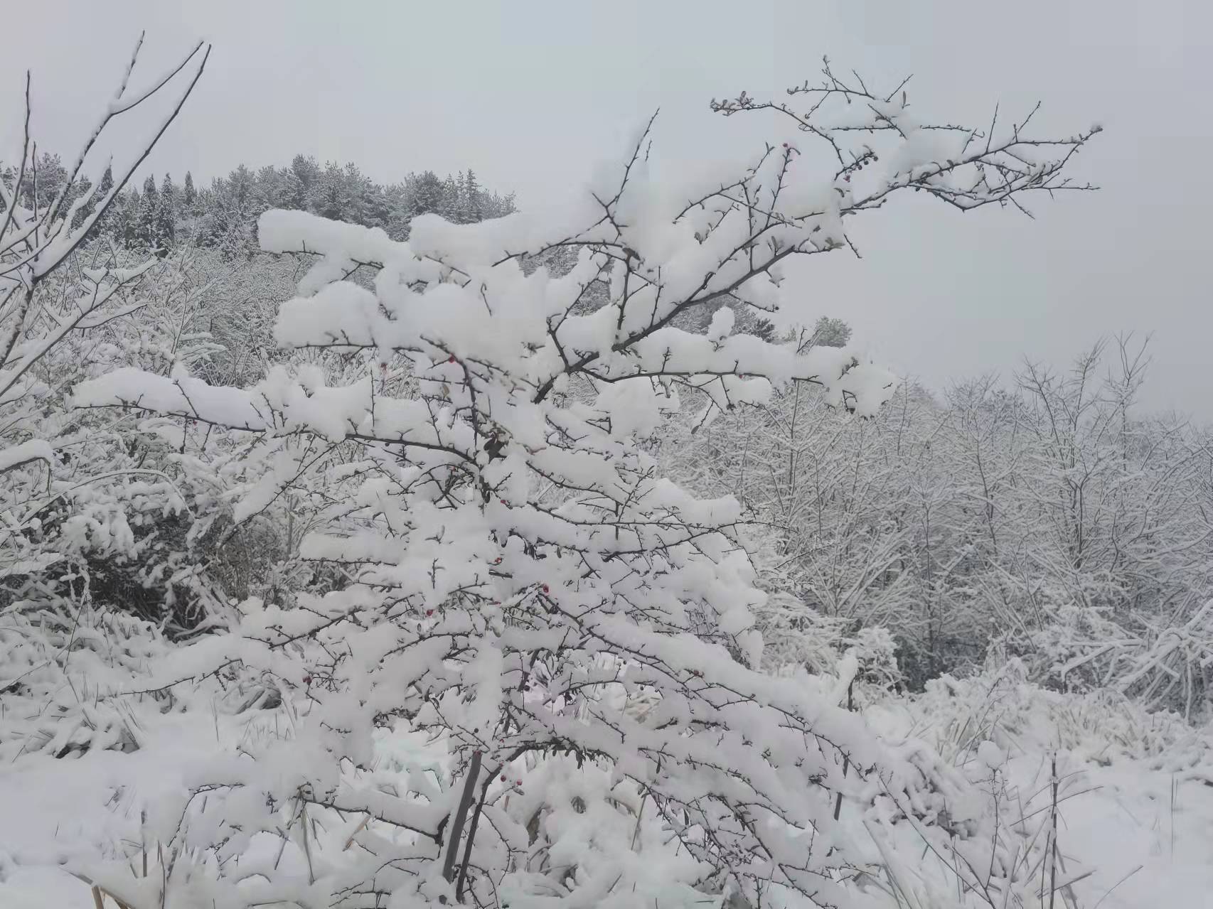 初雪如約而至