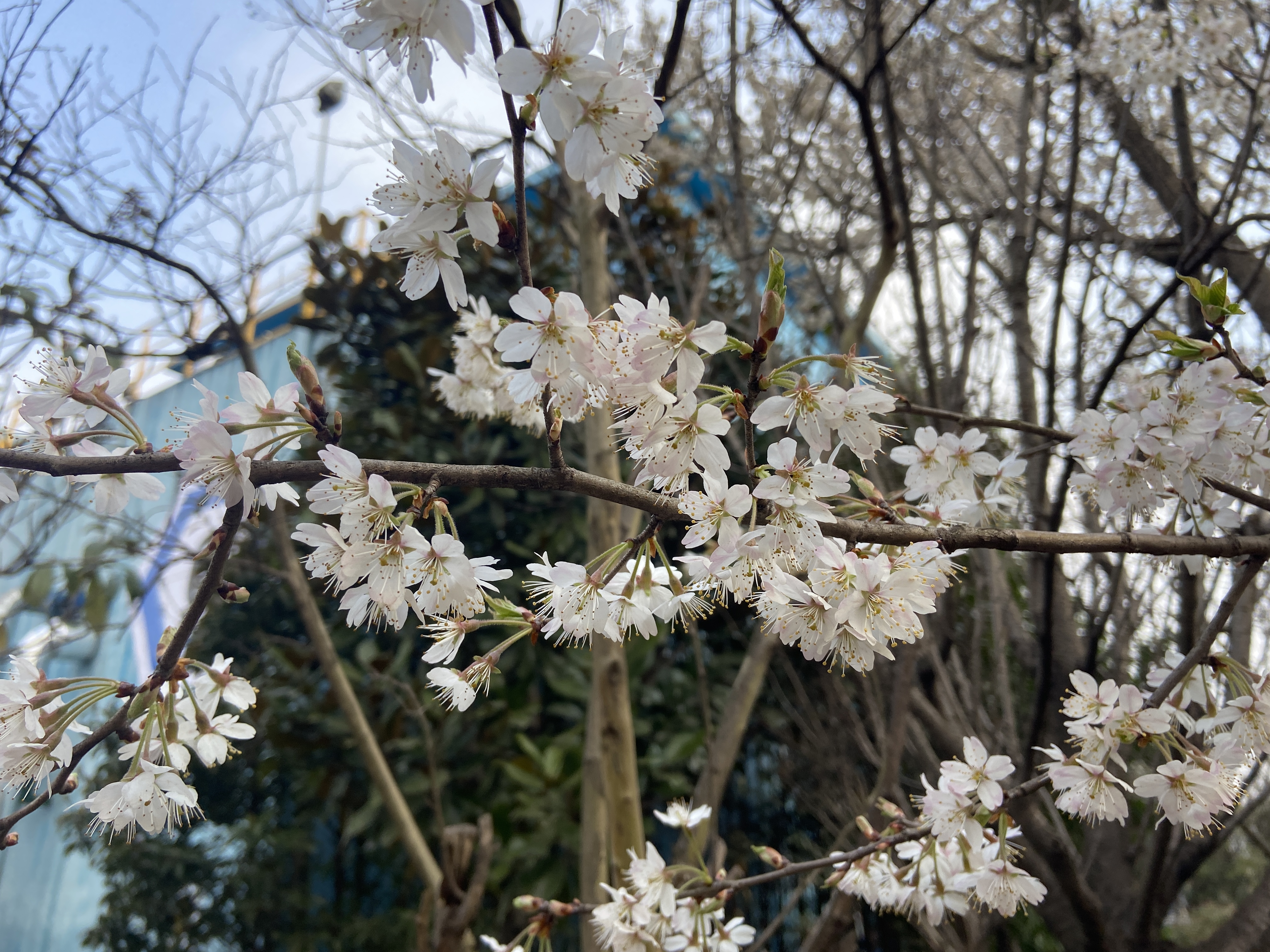 春風吹綠十里鋼城
