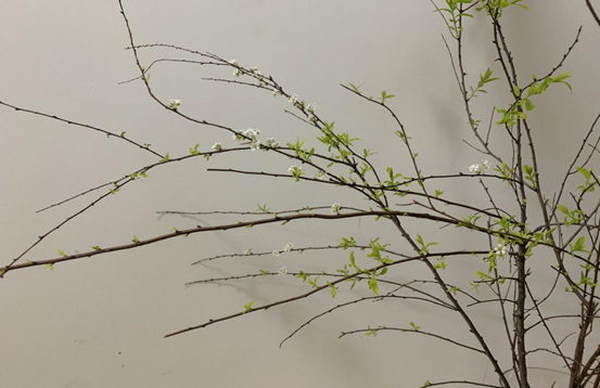 那一抹新綠