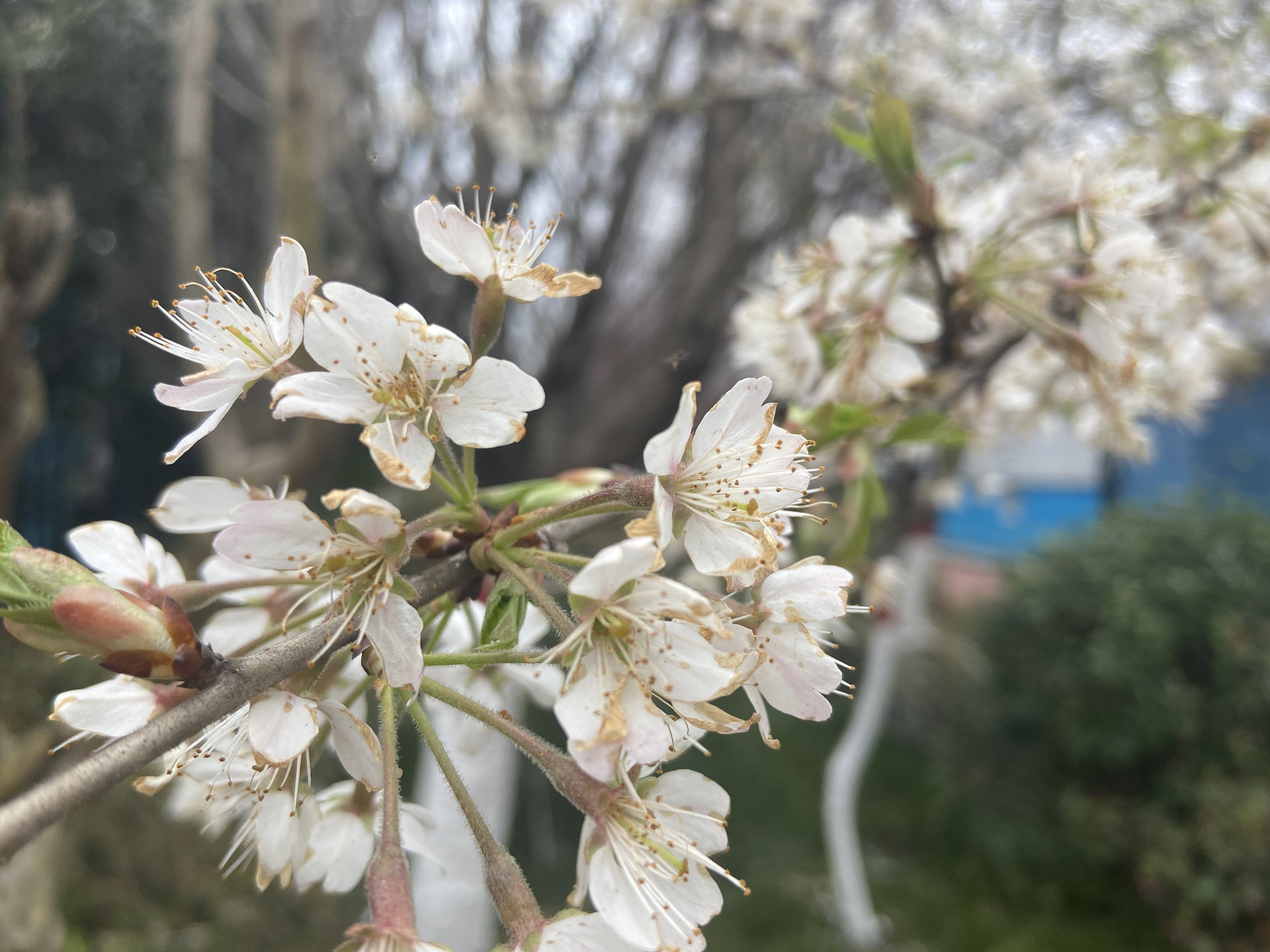 幾處早櫻爭春光
