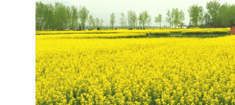 油菜花開
