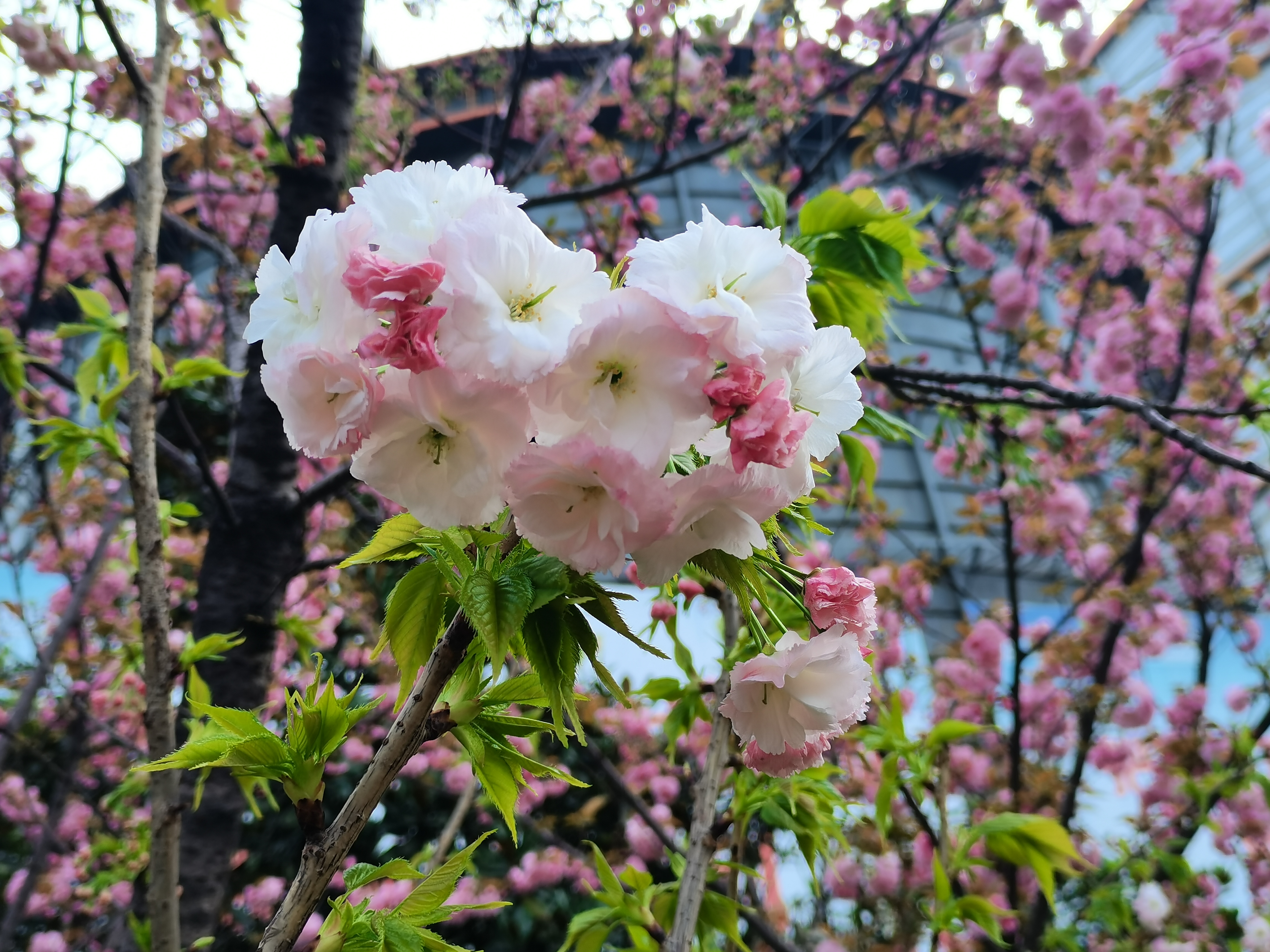 最美不過漢鋼春