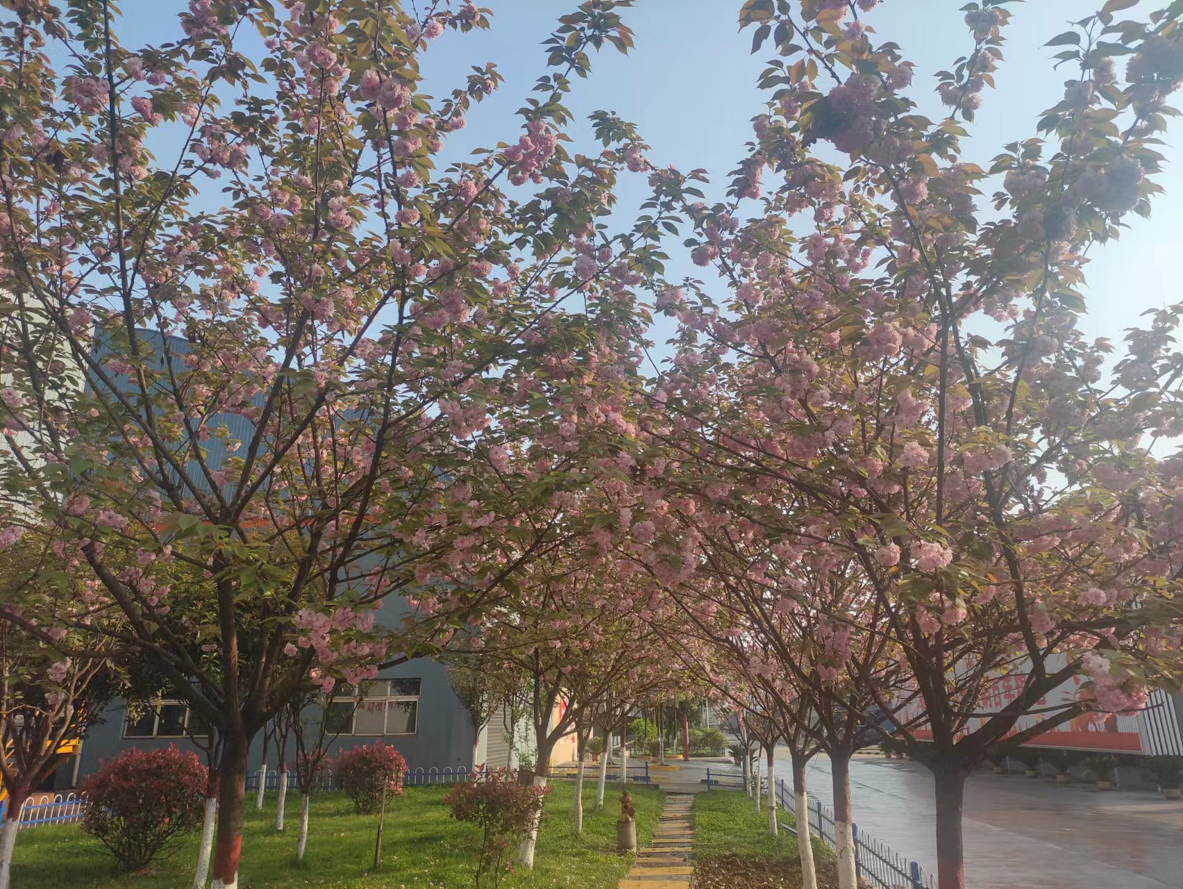 春天，在漢鋼邂逅櫻花