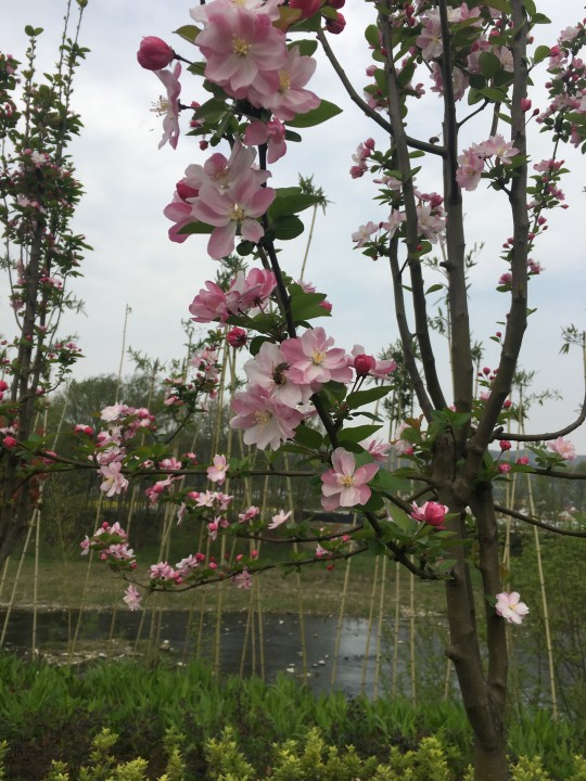 鮮花訴思情