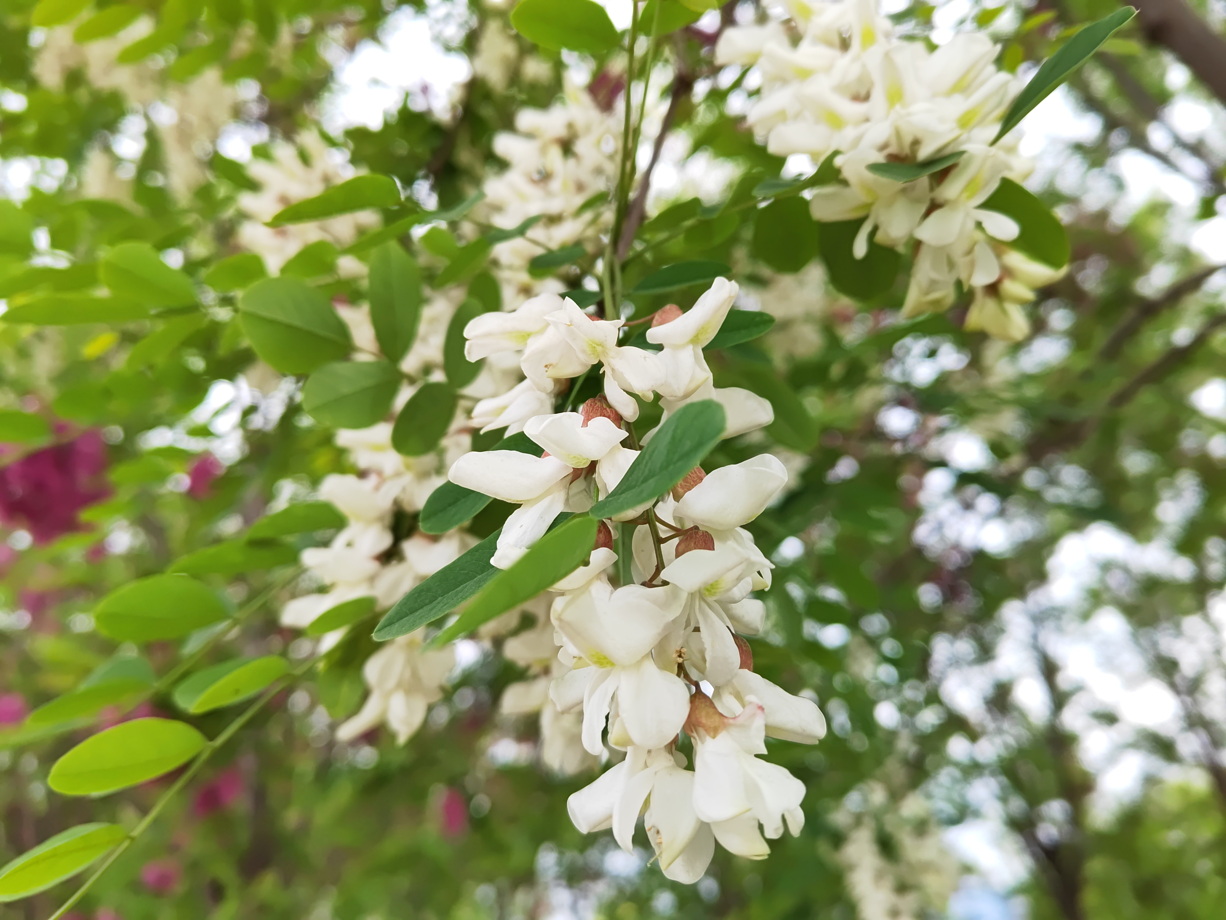 人間至味槐花香