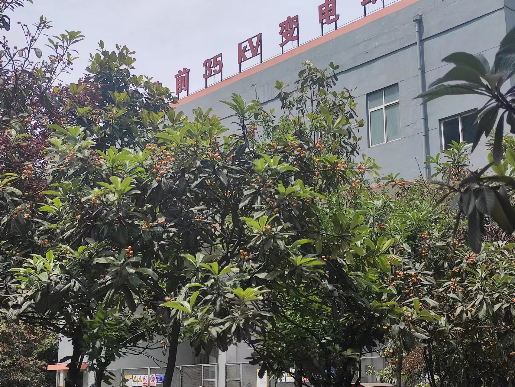 鋼城五月枇杷香