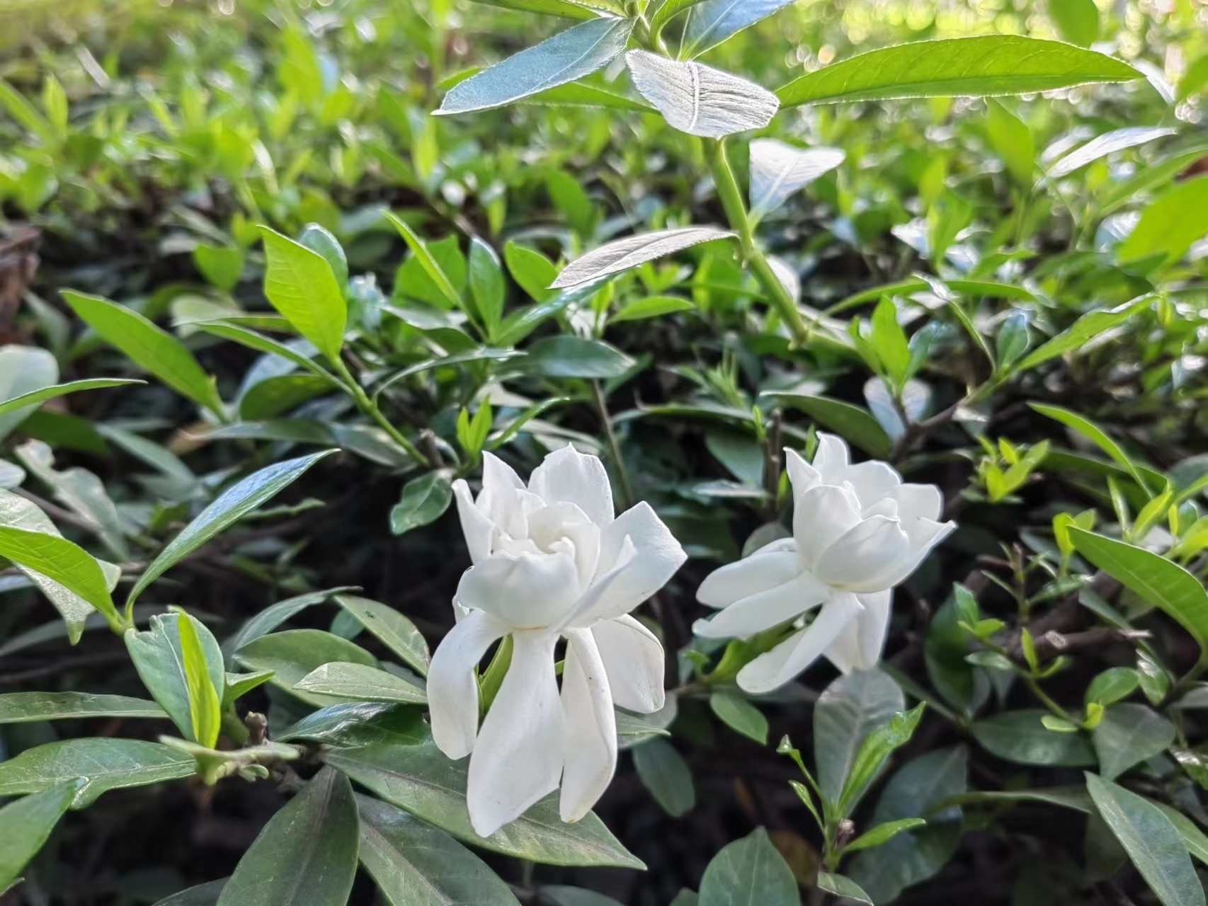 梔子花開，李子滿園