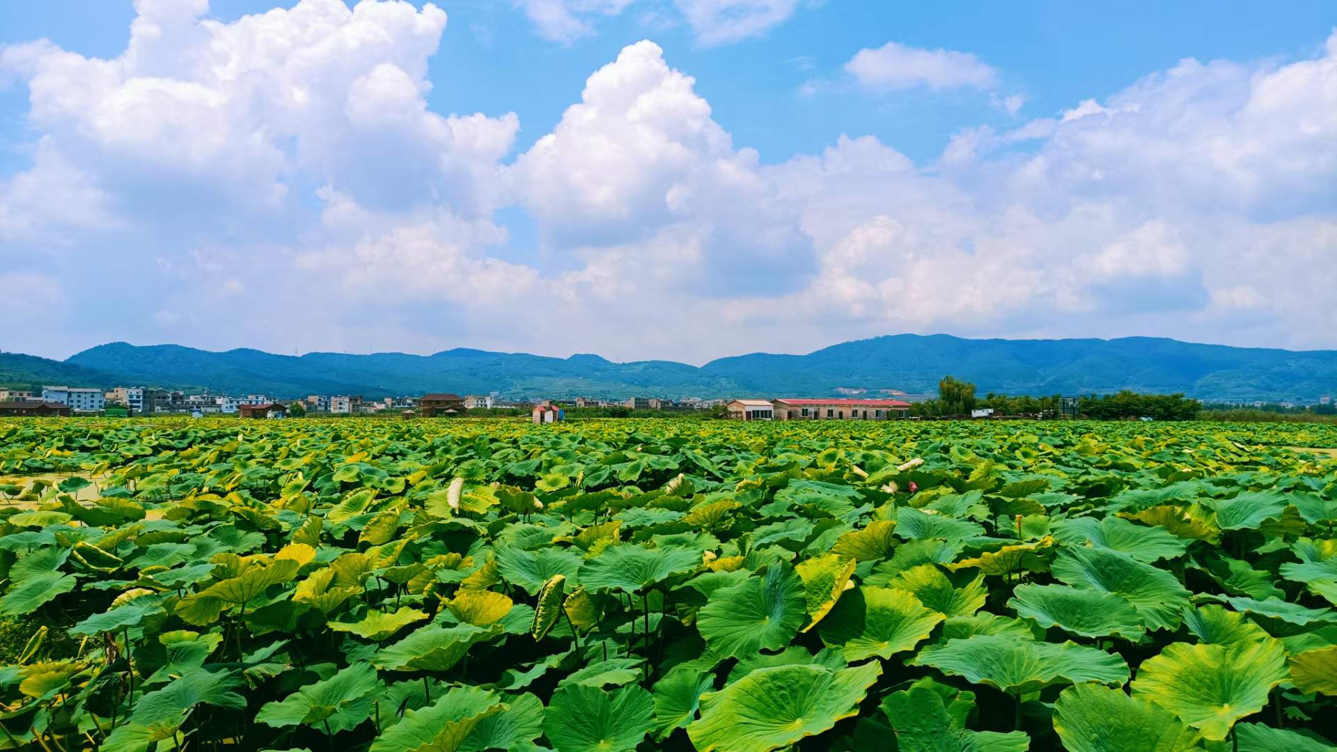 夏日靜思