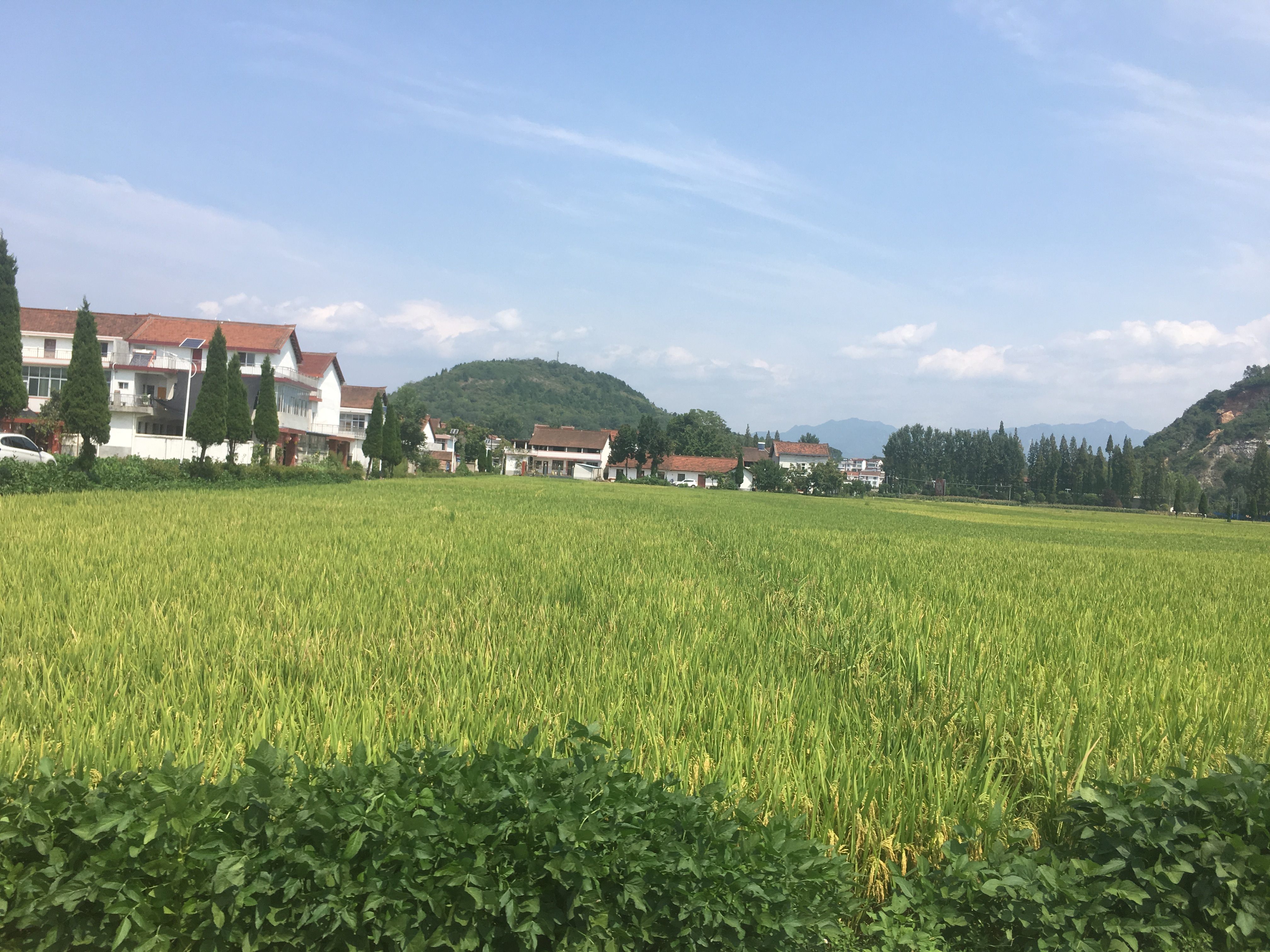 稻香依舊