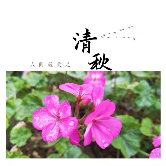 入眼皆是畫！打卡十里鋼城“花樣”秋天