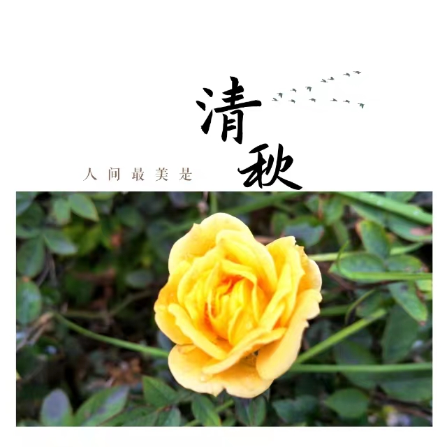入眼皆是畫！打卡十里鋼城“花樣”秋天