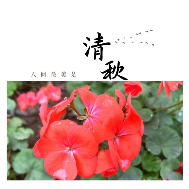 入眼皆是畫！打卡十里鋼城“花樣”秋天