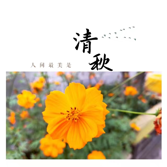 入眼皆是畫！打卡十里鋼城“花樣”秋天