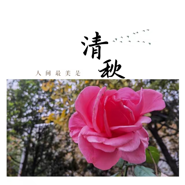 入眼皆是畫！打卡十里鋼城“花樣”秋天