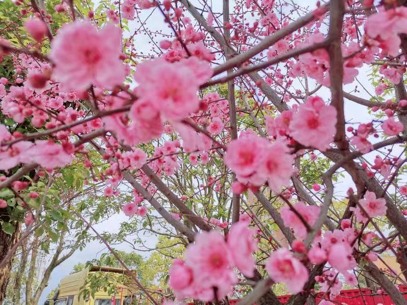 與春，重逢