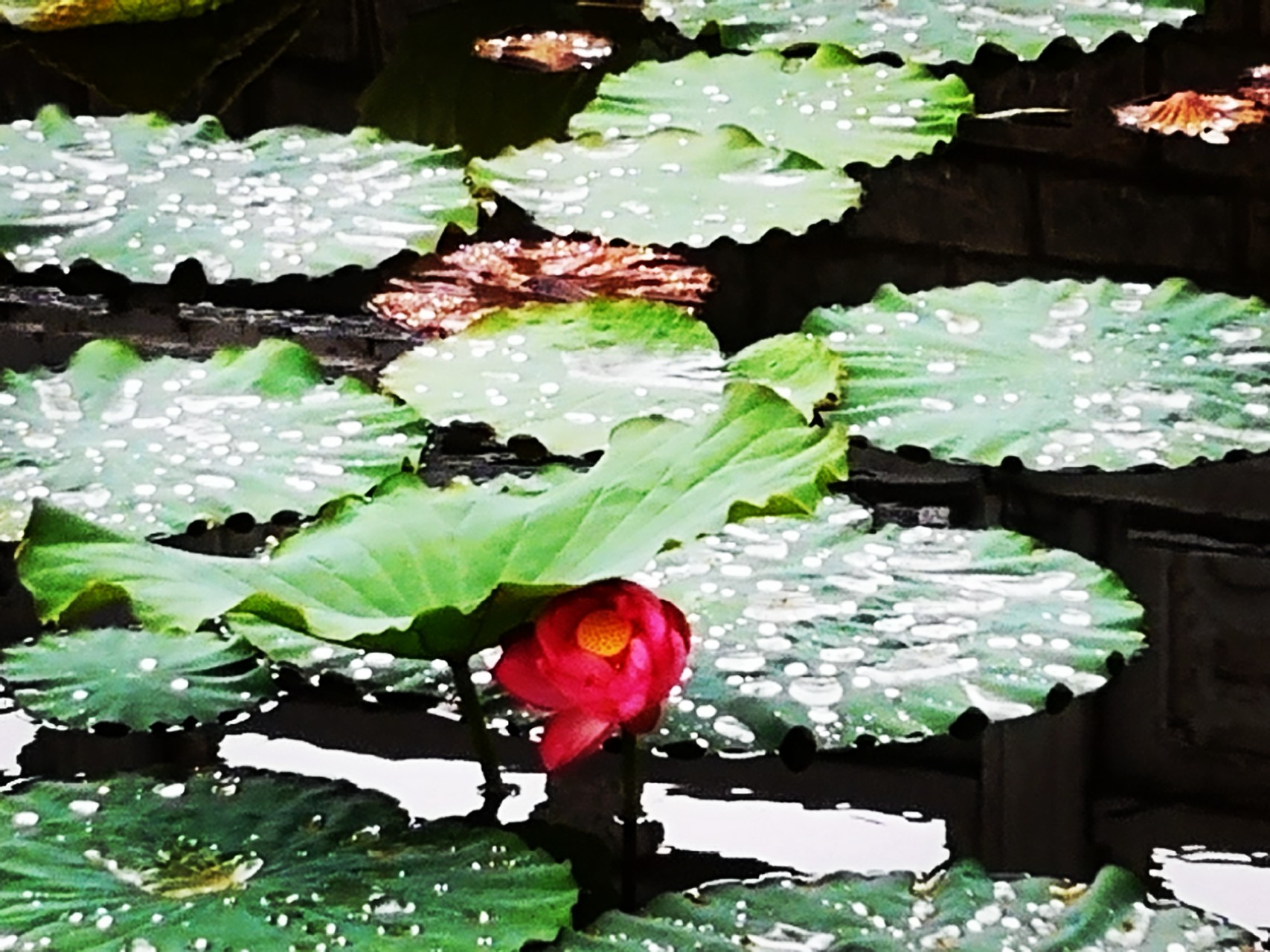 【鋼城文苑】聽雨