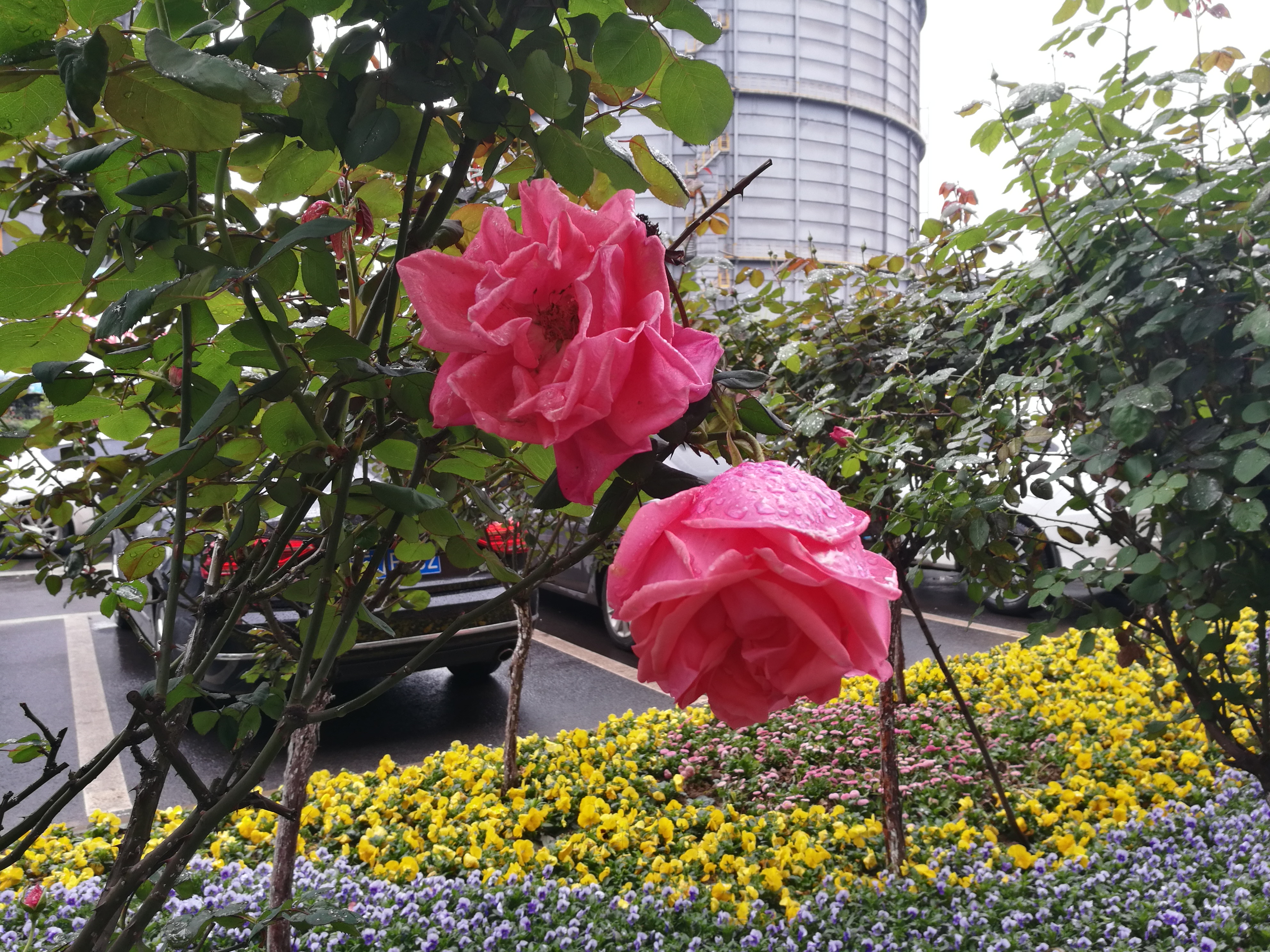 【美麗漢鋼】月季花開