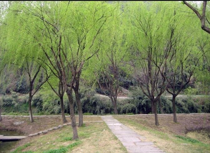 【鋼城文苑】田地間的背影