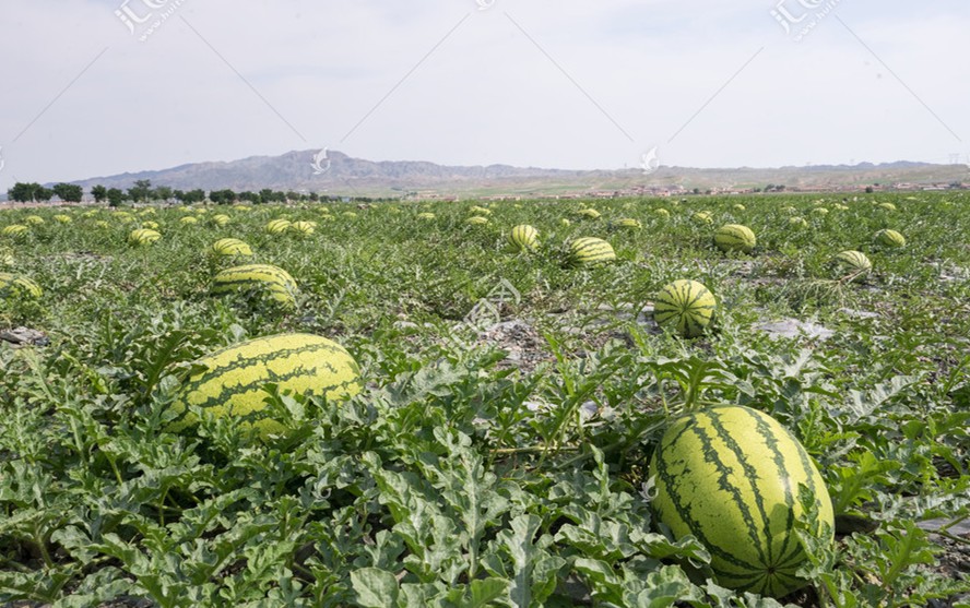 【鋼城文苑】“偷瓜”的夏天