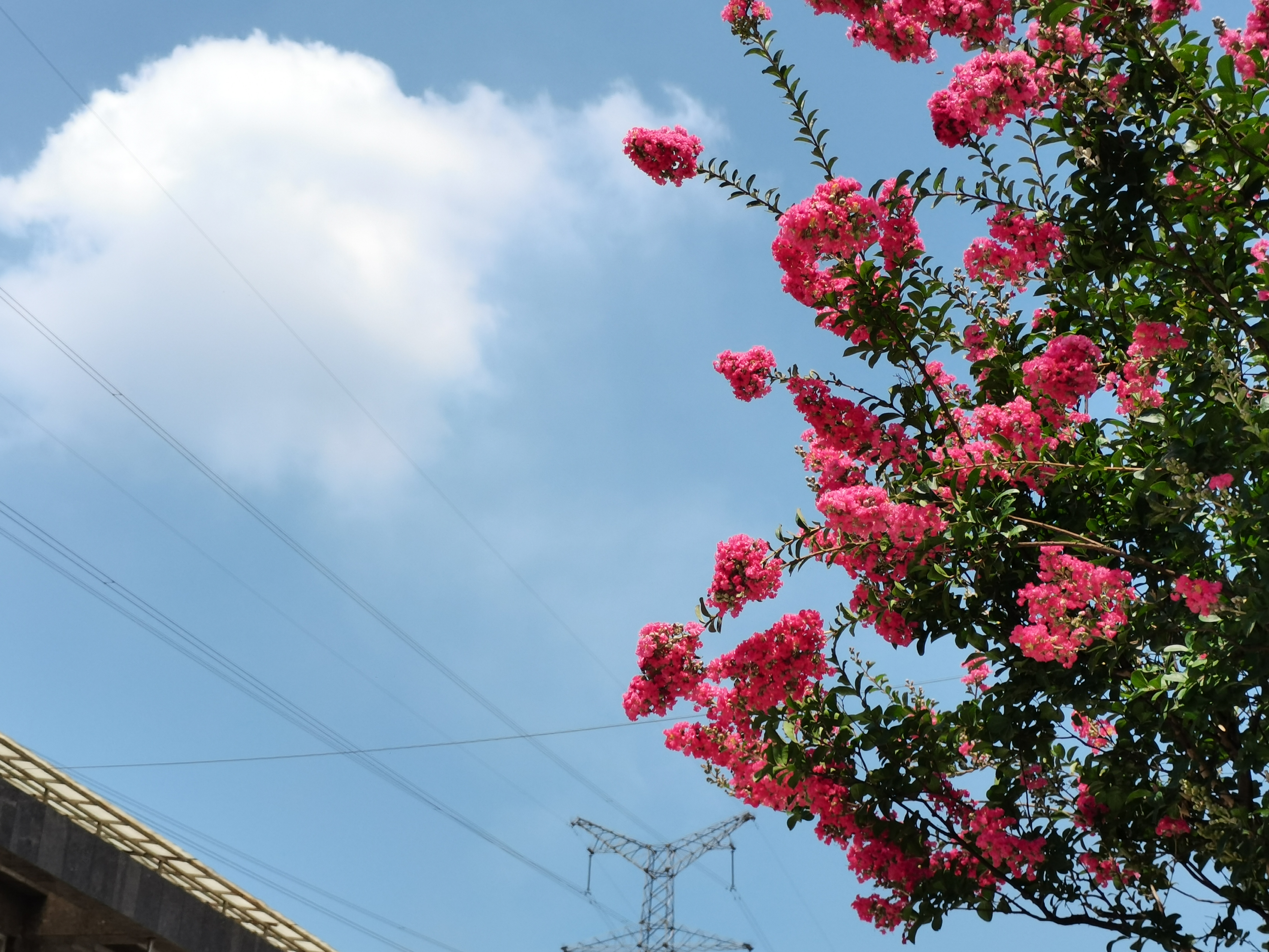 【鋼城文苑】紫薇花開
