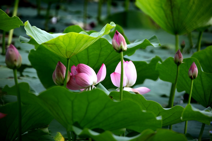 【鋼城文苑】夏荷初上