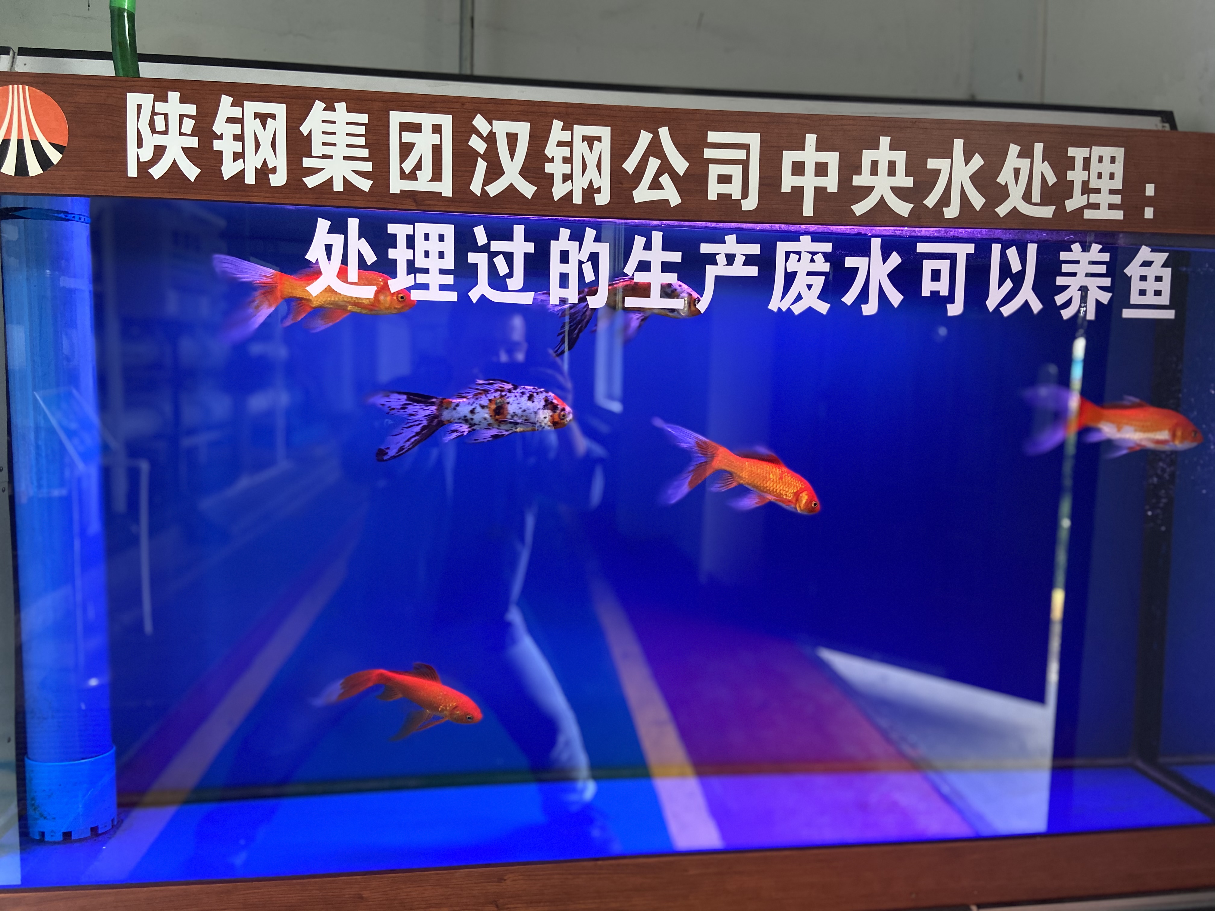 【鋼城文苑】我的“新家”