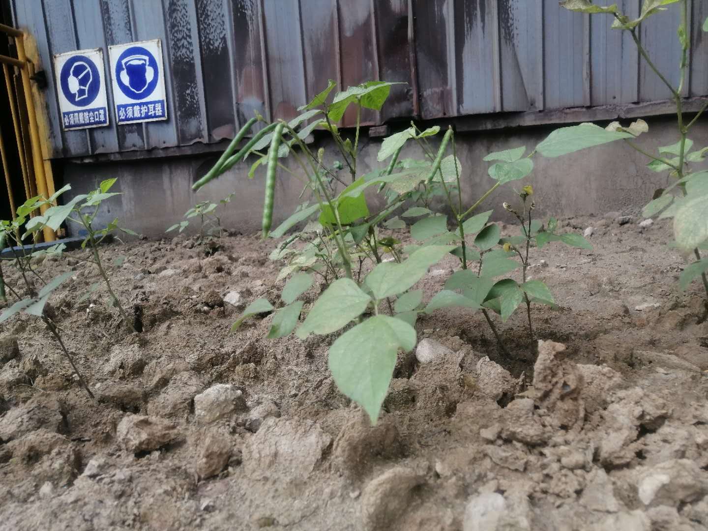 【散文】綠豆的故事